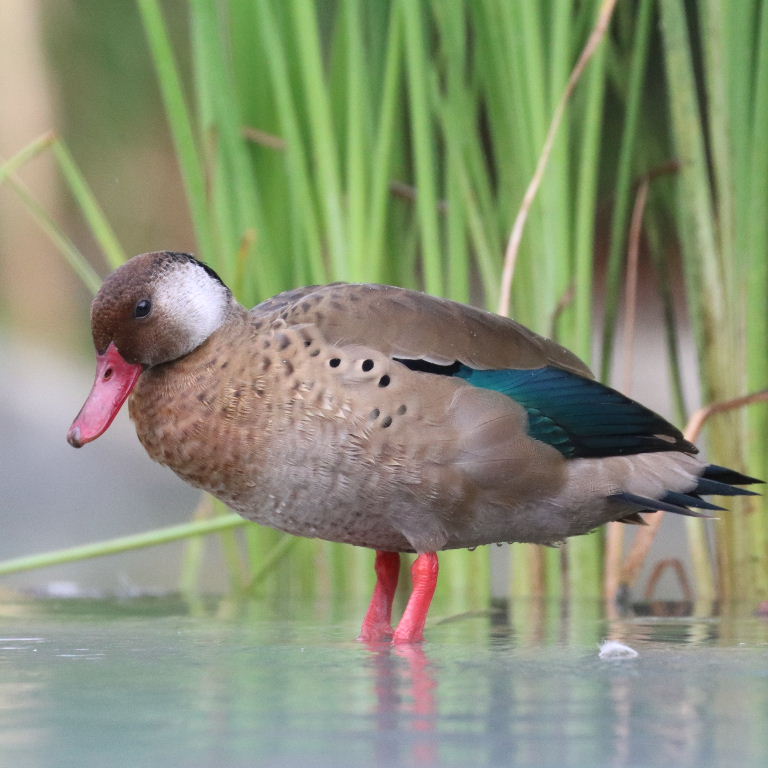 Brazilian Teal