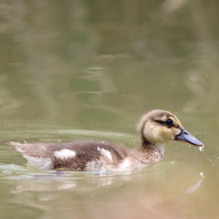 Brazilian Teal duckling