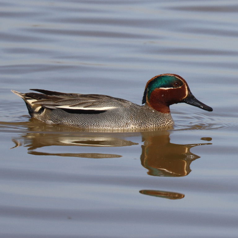 Common Eurasian Teal