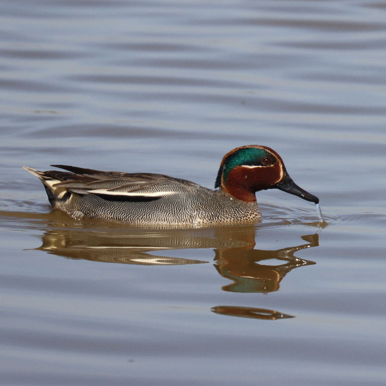 Teal