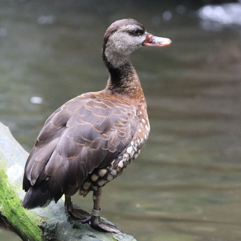 Spotted Whistling Duck