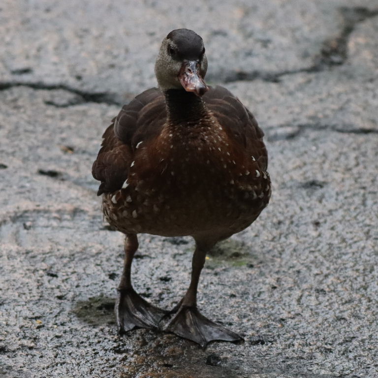 Spotted Whistling Duck