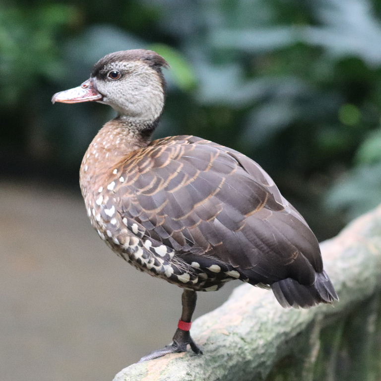 Spotted Whistling Duck