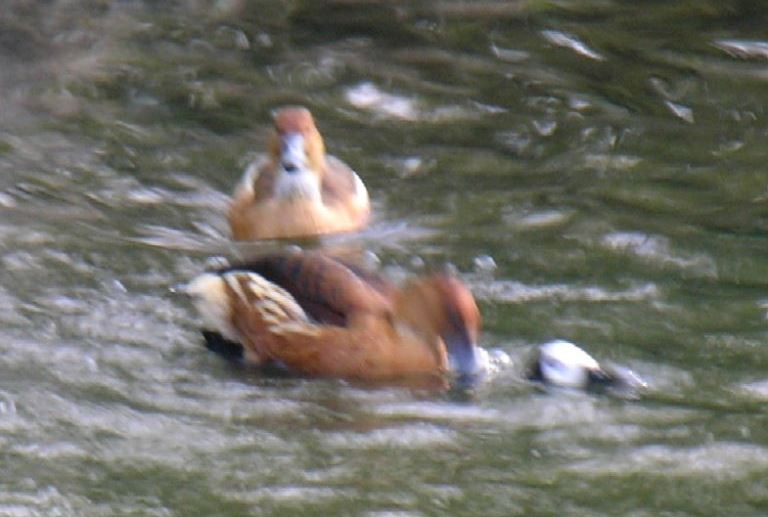 Fulvous Whistling and White-faced ducks