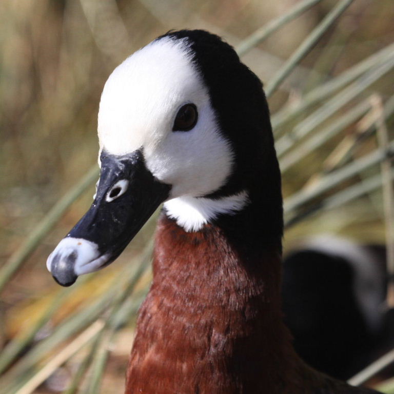 White-faced Whistling Duck