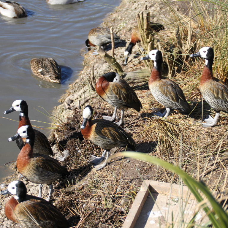 White-faced Whistling Ducks