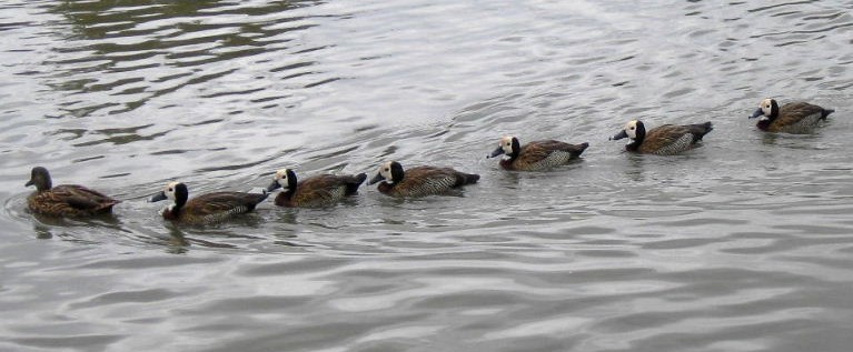 White-faced Whistling Ducks line