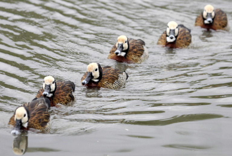White-faced ducks' line