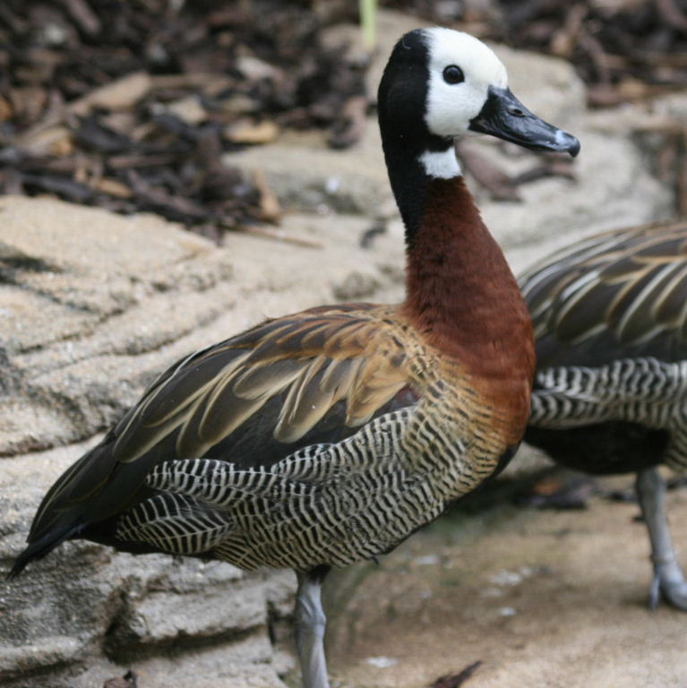 White-faced Whistling Duck