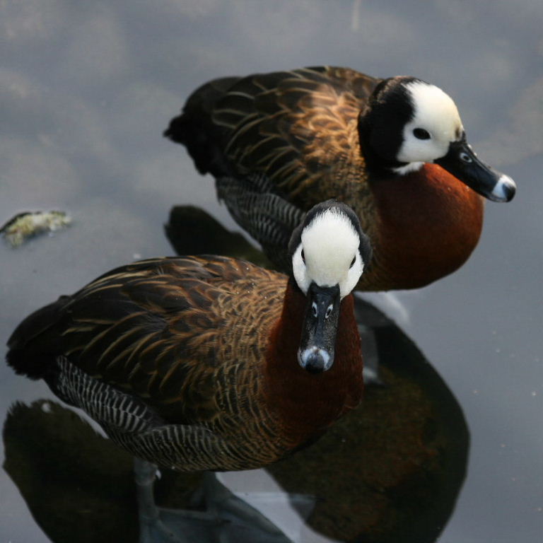 White-faced Whistling Duck