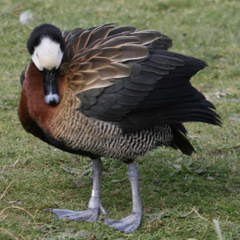 White-faced Tree Duck