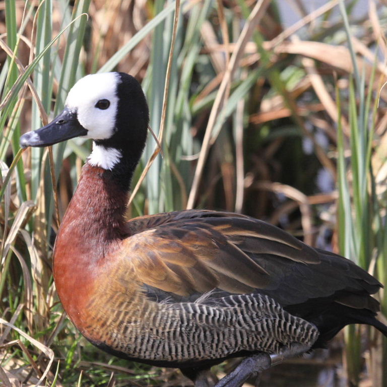 White-faced Tree Duck