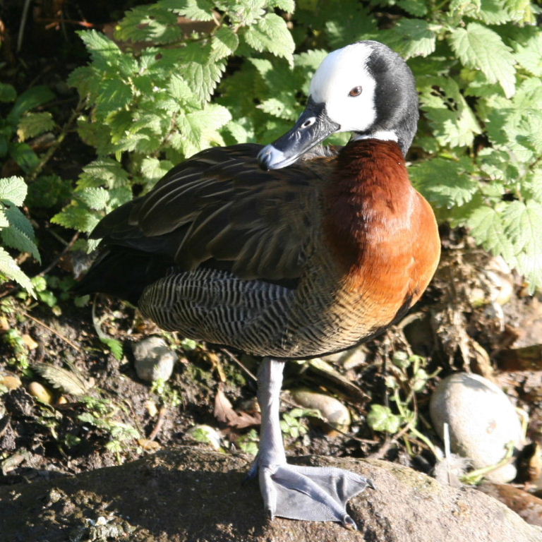 White-faced Whistling Duck