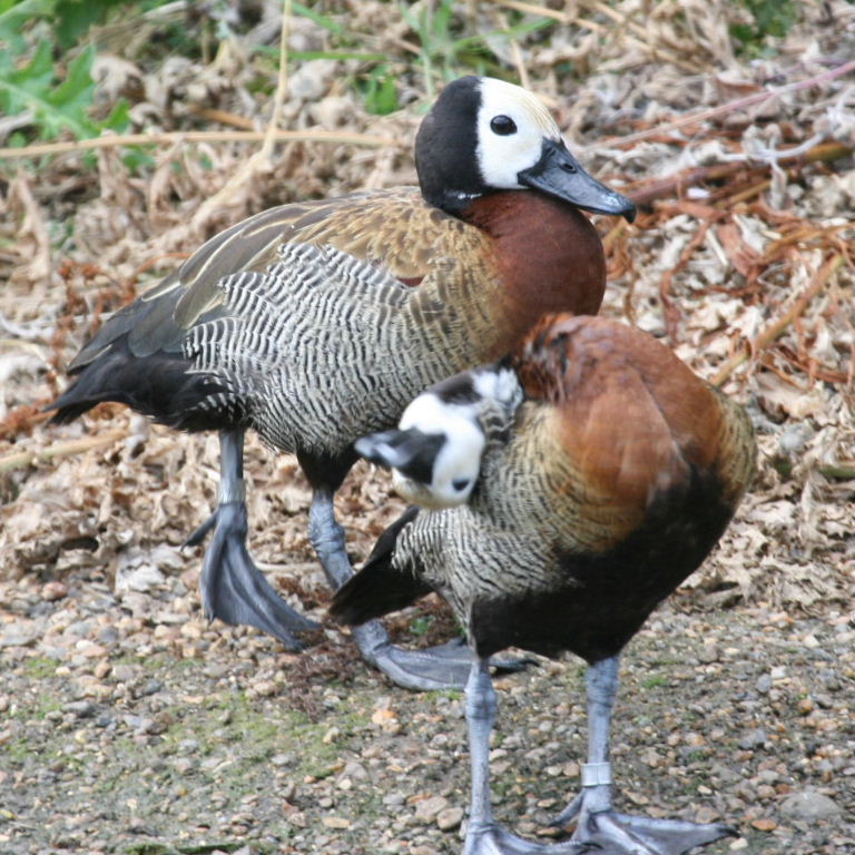 White-faced Whistling Duck