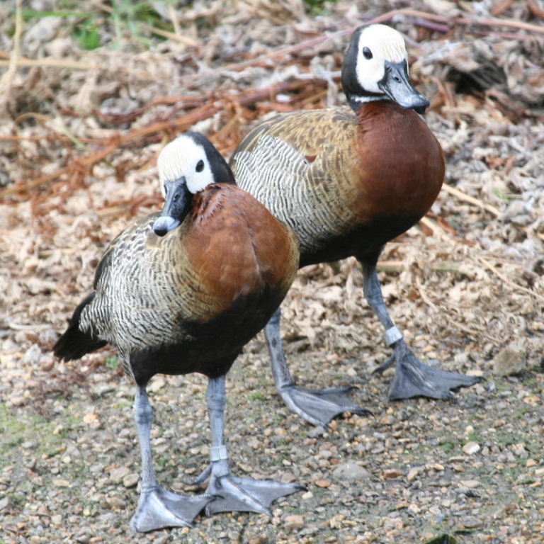 White-faced Whistling Ducks