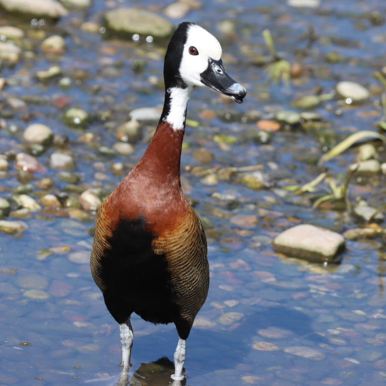 White-faced Whistling Ducks