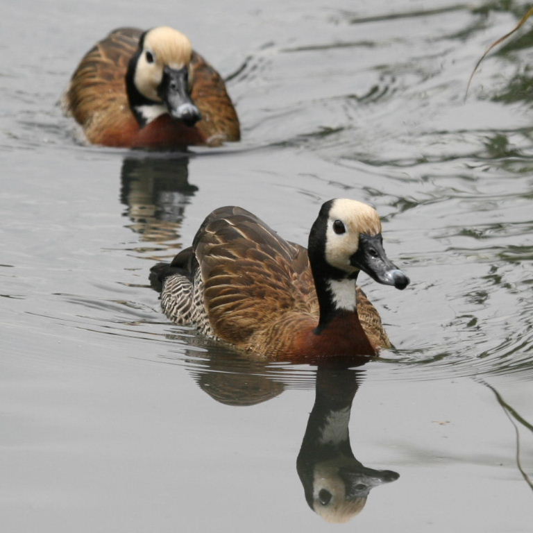 White-faced Tree Duck