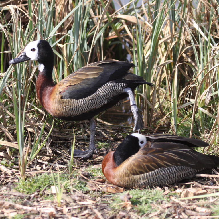 White-faced Tree Duck