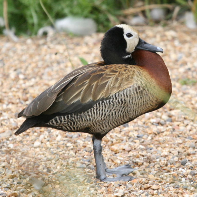 White-faced Whistling Duck