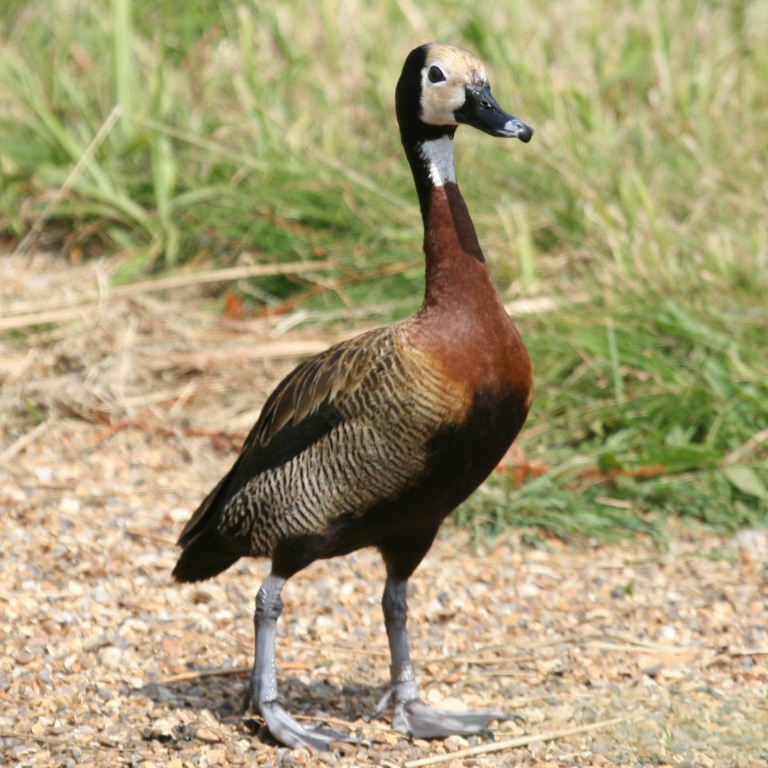 White-faced Whistling Duck