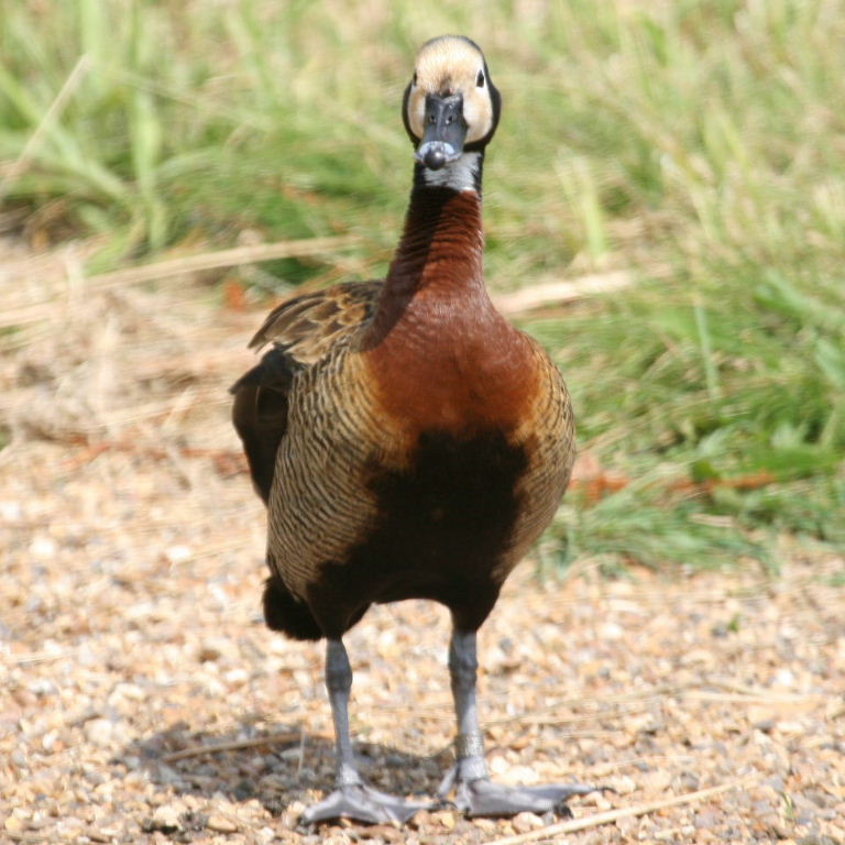 White-faced Tree Duck