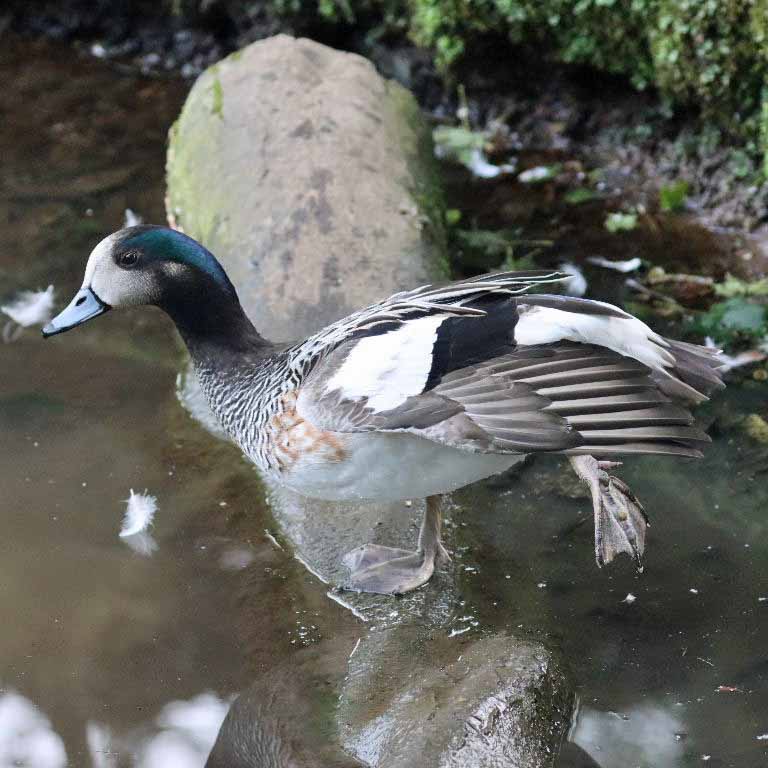 Chiloe Wigeon