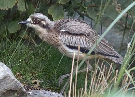 Bush Stone-curlew