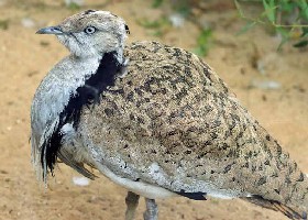 Asian Houbara Bustard
