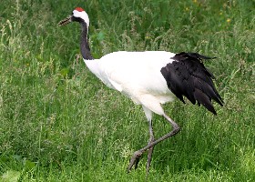 Manchurian Crane