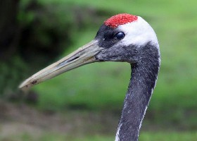 Red-crowned Crane head