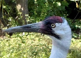 Whooping Crane head