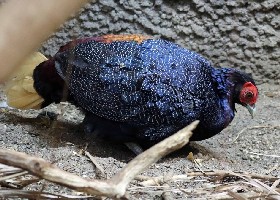 Malayan Crestless Fireback