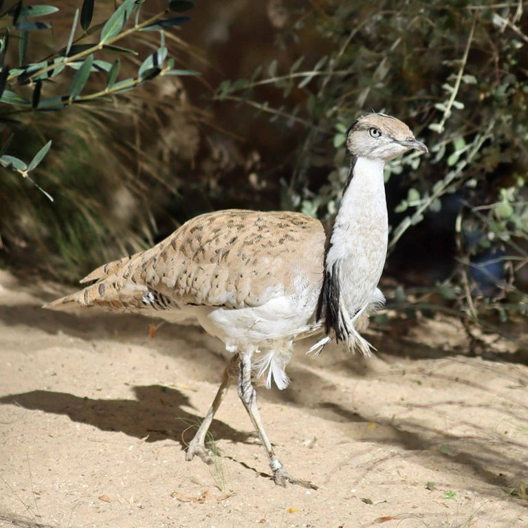 Macqueen's Bustard