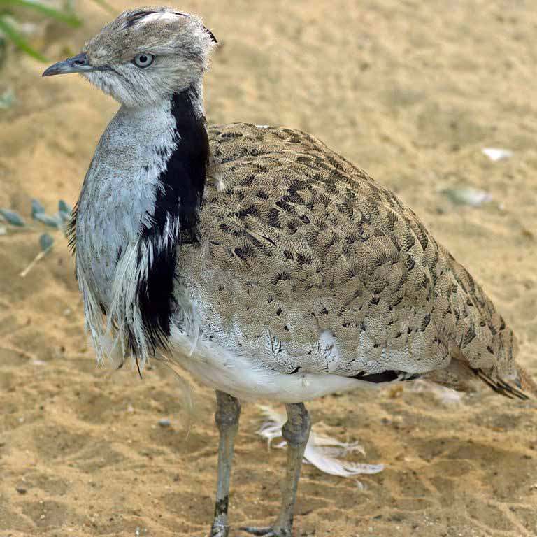 Macqueen's Bustard