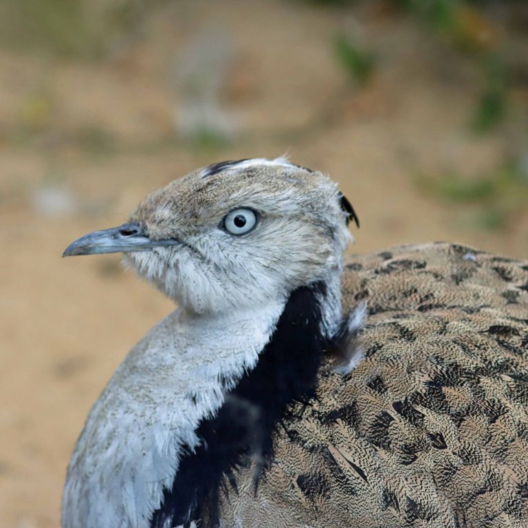 Macqueens Bustard
