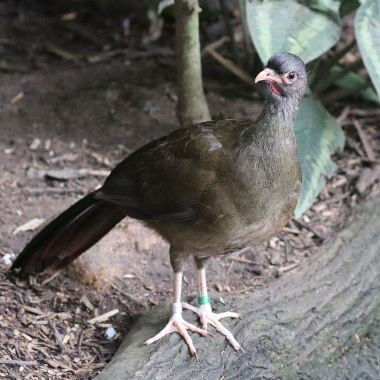 Chaco Chachalaca