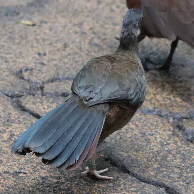 Chaco Chachalaca