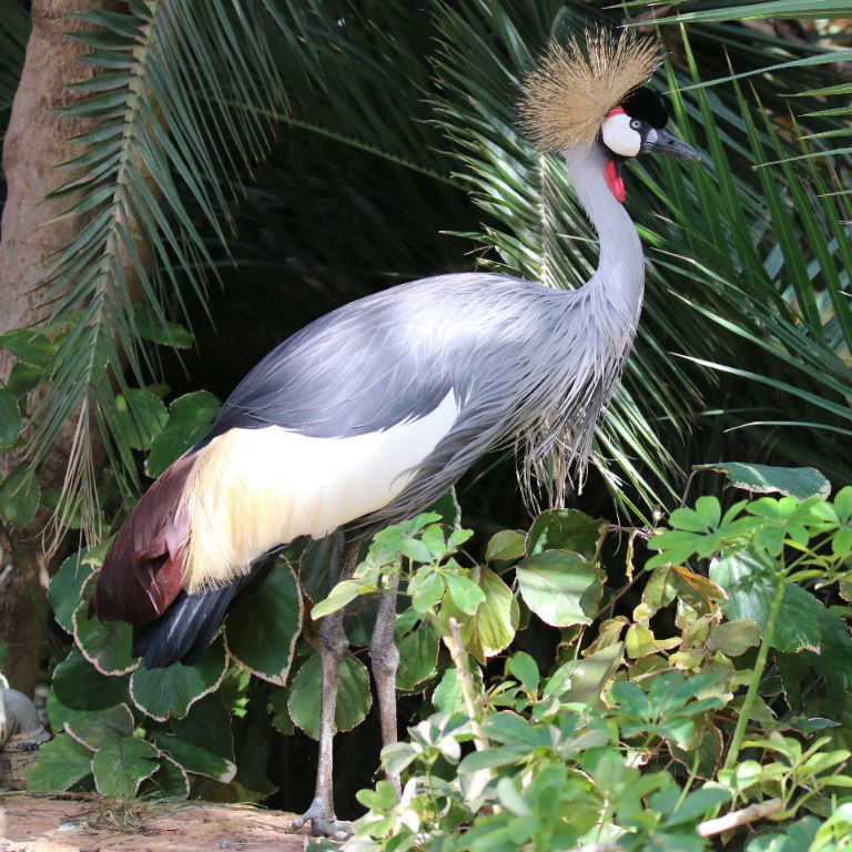 Crested Crane