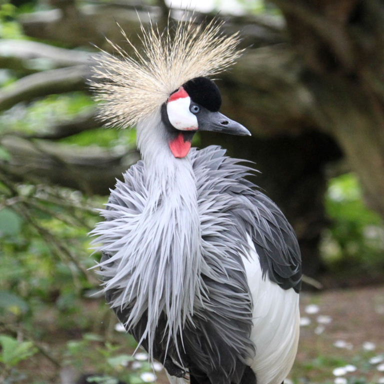 Grey Crowned Crane