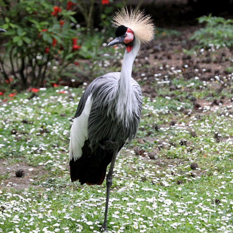 Grey Crowned Crane