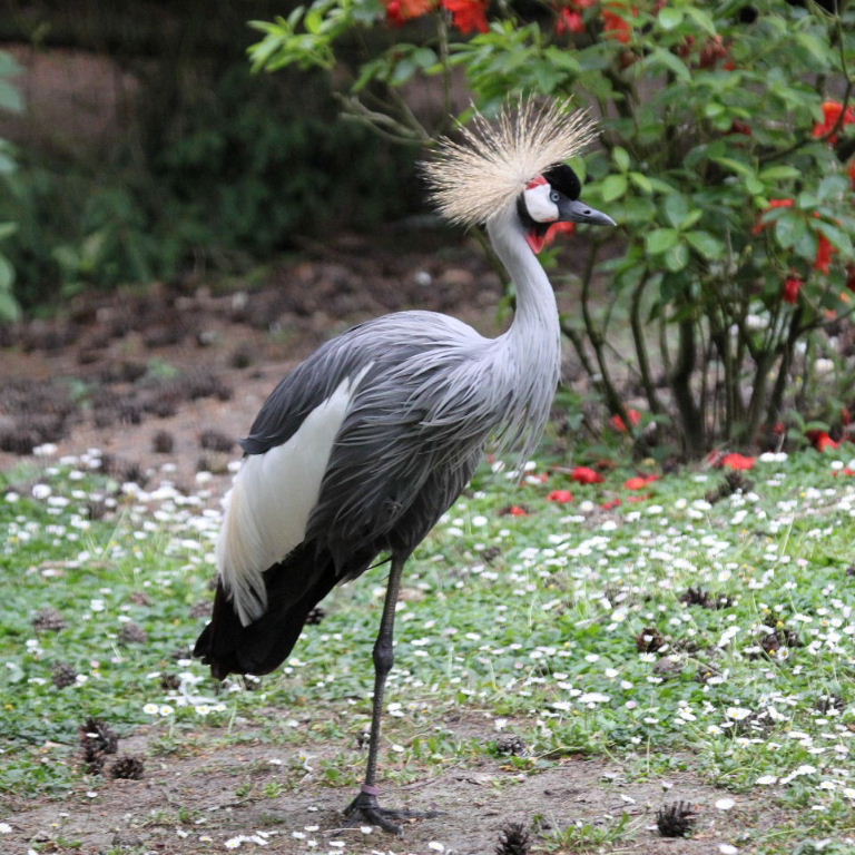 Grey Crowned Crane