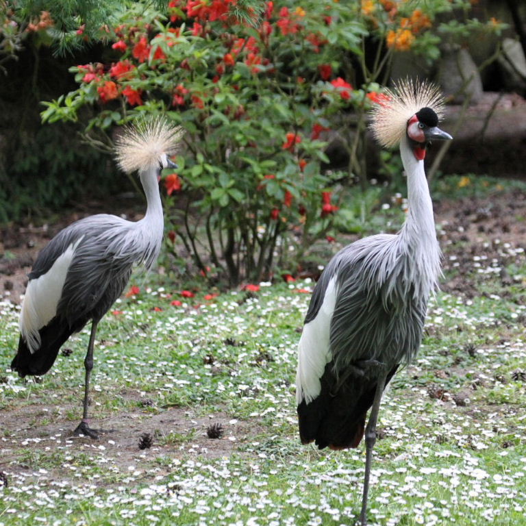 Grey Crowned Cranes
