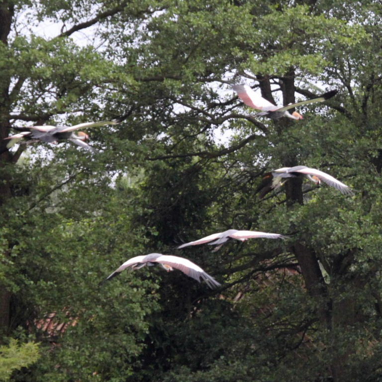Grey Crowned Cranes in flight