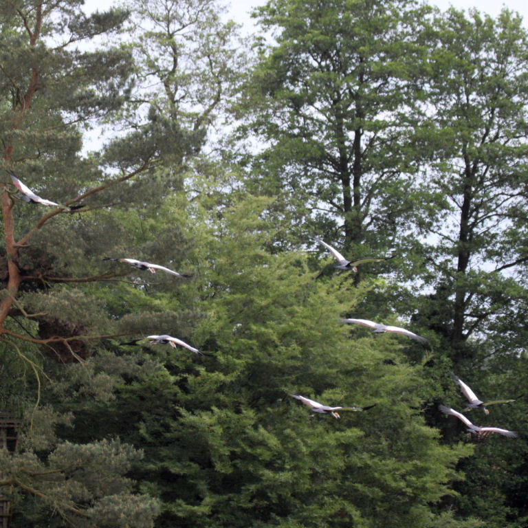 Grey Crowned Cranes in flight