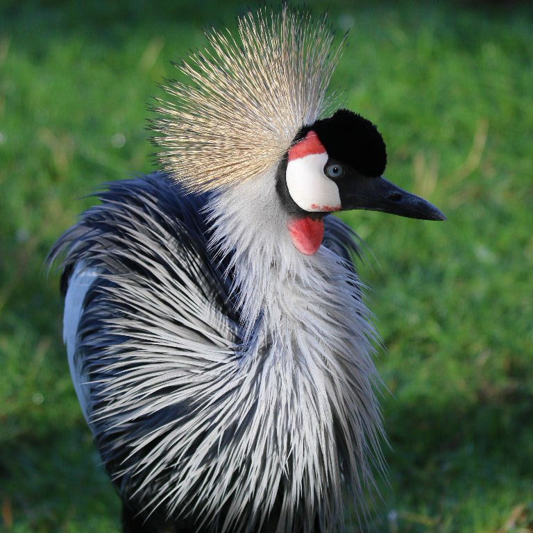 Grey Crowned Crane