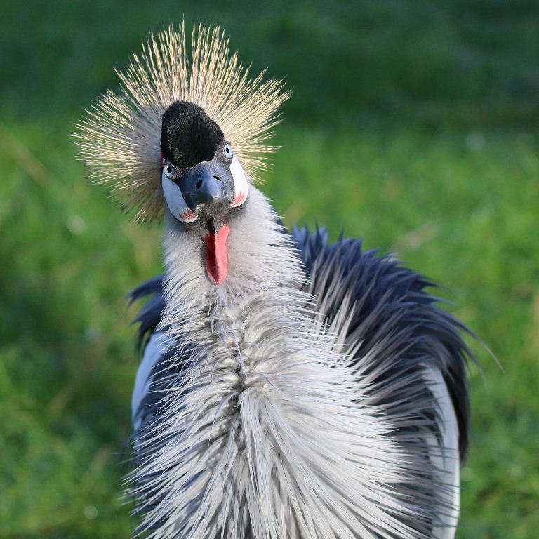 Grey Crowned Crane