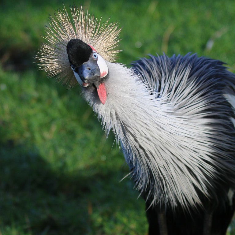 Grey Crowned Cranes