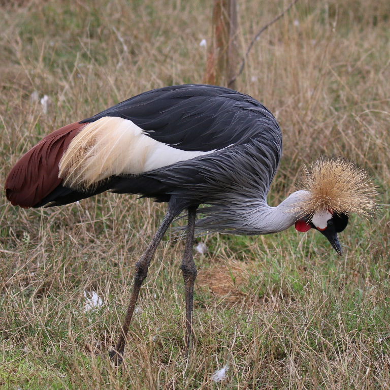 Grey Crowned Crane