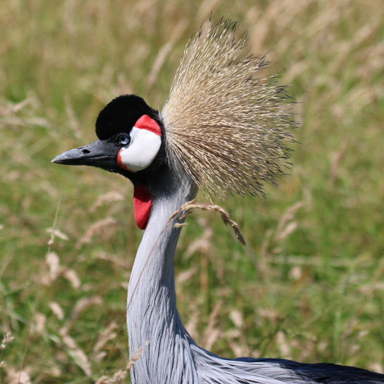 Grey Crowned Crane