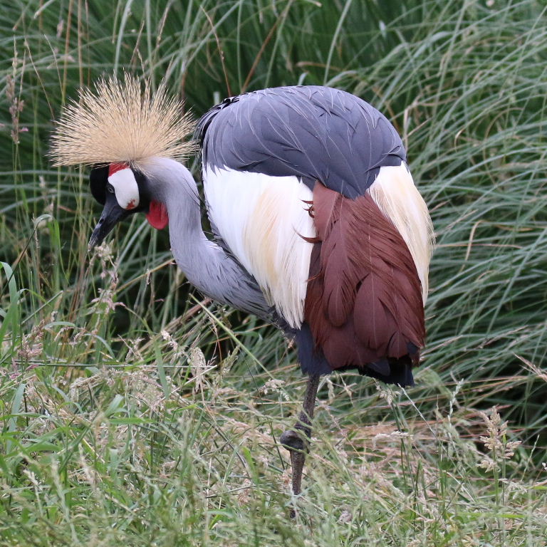 Grey Crowned Cranes